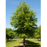 TILIA cordata GREENSPIRE (Tilleul des bois, Tilleul à petites feuilles)