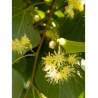 TILIA cordata GREENSPIRE (Tilleul des bois, Tilleul à petites feuilles)