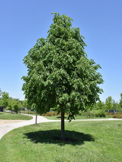 TILIA cordata GREENSPIRE