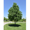 TILIA cordata GREENSPIRE (Tilleul des bois, Tilleul à petites feuilles)