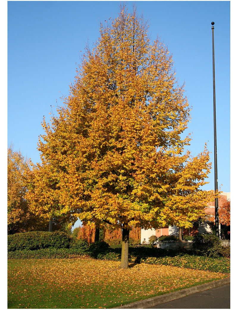 TILIA cordata GREENSPIRE (Tilleul des bois, Tilleul à petites feuilles)