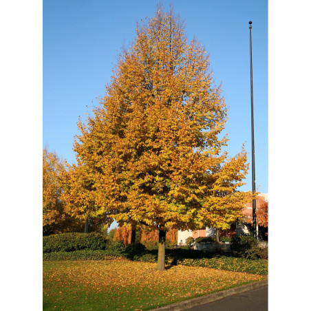 TILIA CORDATA - Tilleul à petites feuilles : lot de 10 pieds