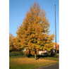 TILIA cordata GREENSPIRE (Tilleul des bois, Tilleul à petites feuilles)