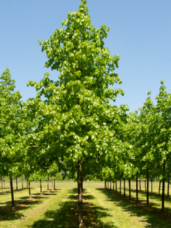 TILIA europaea EUCHLORA
