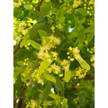 TILIA europaea EUCHLORA (Tilleul de Crimée)