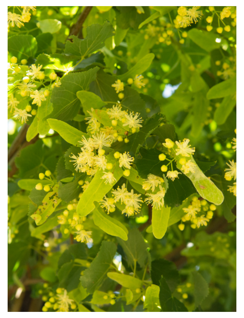 TILIA europaea EUCHLORA (Tilleul de Crimée)