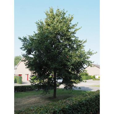 TILIA europaea EUCHLORA (Tilleul de Crimée)