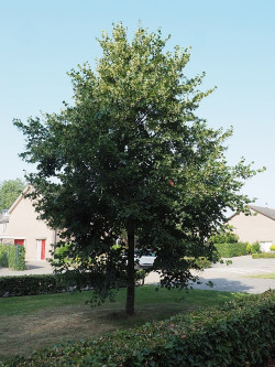 TILIA europaea EUCHLORA
