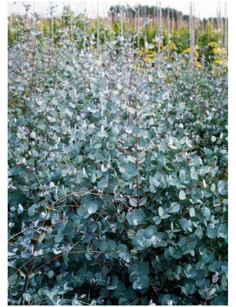 EUCALYPTUS gunnii (Eucalyptus de Gunn, gommier)