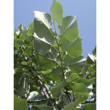 TILIA tomentosa (Tilleul argenté)