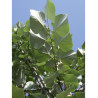 TILIA tomentosa