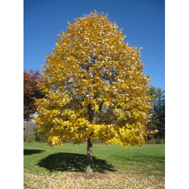 TILIA tomentosa (Tilleul argenté)