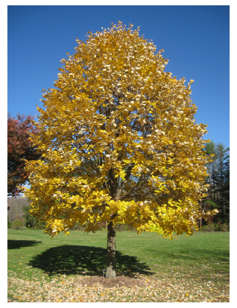 TILIA tomentosa (Tilleul argenté)