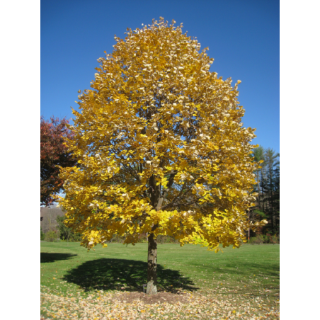 TILIA tomentosa (Tilleul argenté)