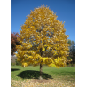 TILIA tomentosa (Tilleul argenté)