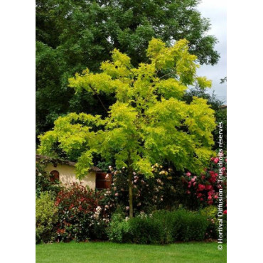 ROBINIA pseudoacacia FRISIA (Robinier doré)