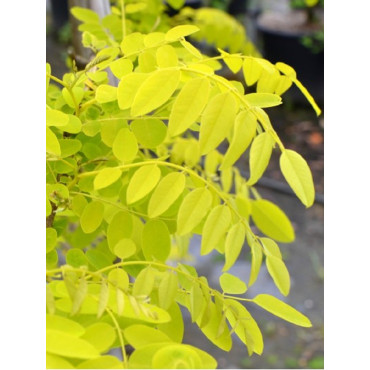 ROBINIA pseudoacacia FRISIA (Robinier doré)