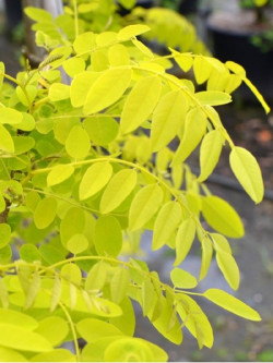 ROBINIA pseudoacacia FRISIA