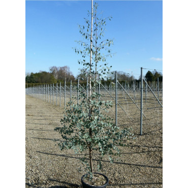 EUCALYPTUS gunnii (Eucalyptus de Gunn, gommier) En pot de 15-20 litres forme baliveau