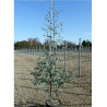 EUCALYPTUS gunnii (Eucalyptus de Gunn, gommier) En pot de 15-20 litres forme baliveau