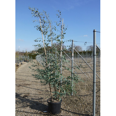 EUCALYPTUS gunnii (Eucalyptus de Gunn, gommier) En pot de 35-50 litres forme cépée