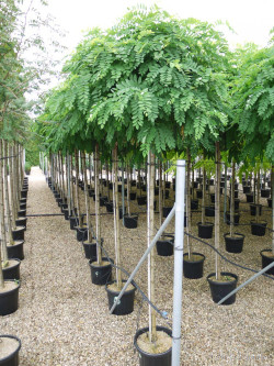 ROBINIA pseudoacacia UMBRACULIFERA En pot de 30-35 litres tige hauteur du tronc 190-210 cm circonférence du tronc 12-14 cm