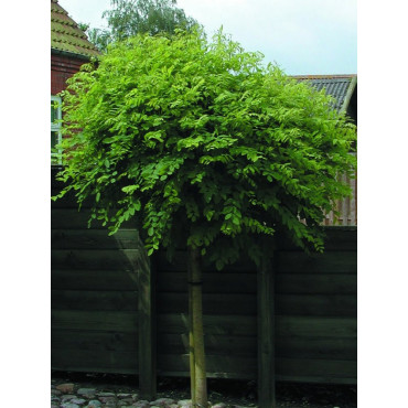 ROBINIA pseudoacacia UMBRACULIFERA (Robinier boule)