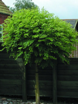 ROBINIA pseudoacacia UMBRACULIFERA