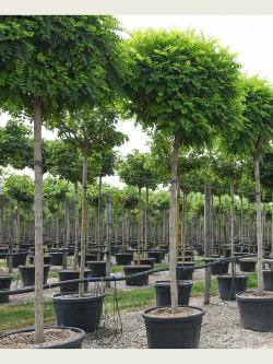 ROBINIA pseudoacacia UMBRACULIFERA En pot de 70-90 litres tige hauteur du tronc 190-210 cm circonférence du tronc 18-20 cm