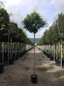 ROBINIA pseudoacacia UMBRACULIFERA En pot de 15-20 litres tige hauteur du tronc 190-210 cm circonférence du tronc 08-10 cm