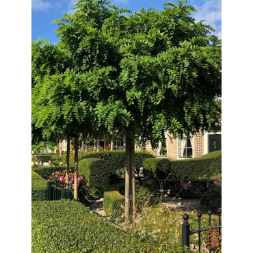 ROBINIA pseudoacacia UMBRACULIFERA (Robinier boule)