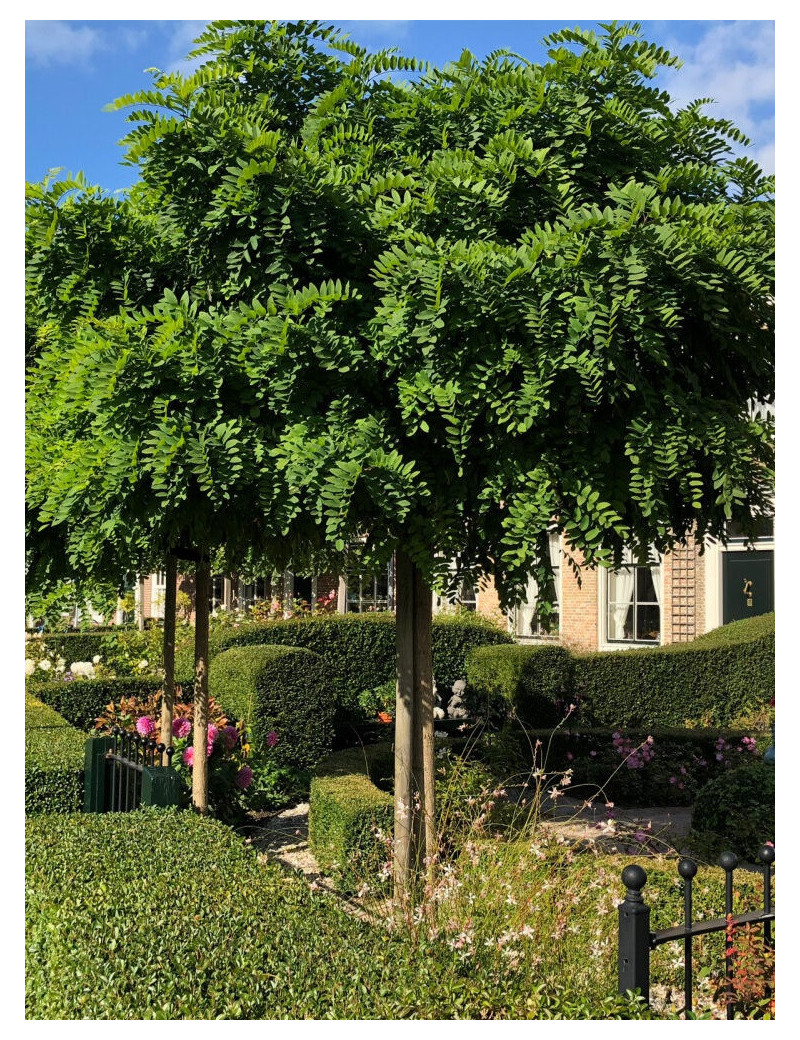 ROBINIA pseudoacacia UMBRACULIFERA (Robinier boule)