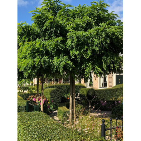 ROBINIA pseudoacacia UMBRACULIFERA (Robinier boule)