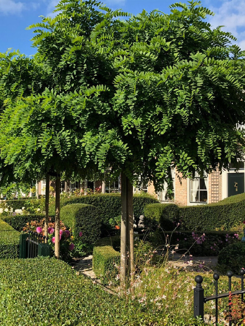 ROBINIA pseudoacacia UMBRACULIFERA