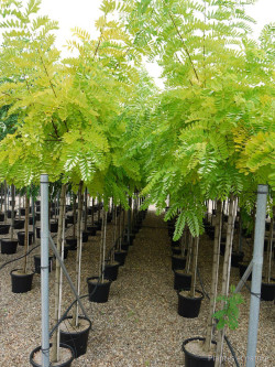 ROBINIA pseudoacacia FRISIA En pot de 35-50 litres tige hauteur du tronc 190-210 cm circonférence du tronc 12-14 cm