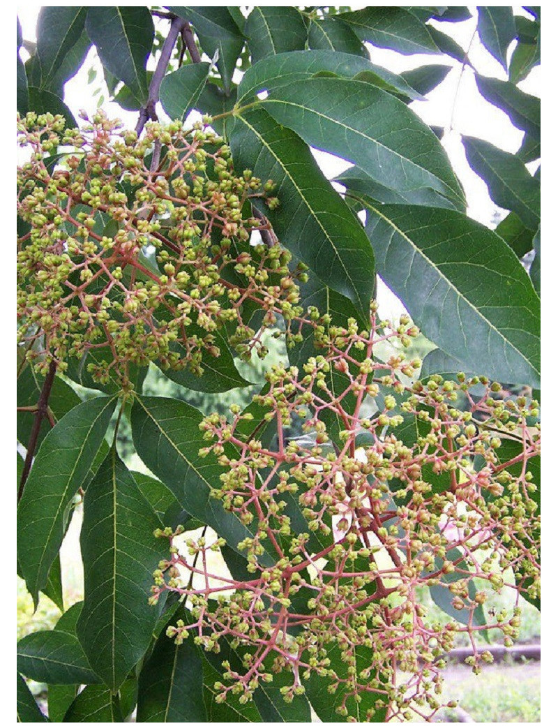 EUODIA daniellii ou Tetradium daniellii var. hupehensis (Arbre à miel)