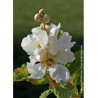 EXOCHORDA serratifolia SNOW WHITE (Arbuste aux perles à feuilles dentées)