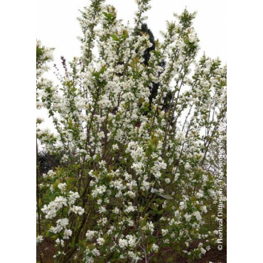 EXOCHORDA serratifolia SNOW WHITE (Arbuste aux perles à feuilles dentées)