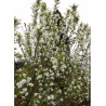 EXOCHORDA serratifolia SNOW WHITE (Arbuste aux perles à feuilles dentées)