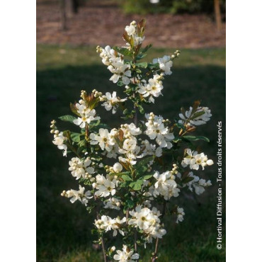 EXOCHORDA serratifolia SNOW WHITE (Arbuste aux perles à feuilles dentées)