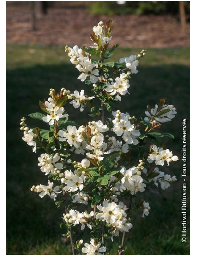 EXOCHORDA serratifolia SNOW WHITE (Arbuste aux perles à feuilles dentées)