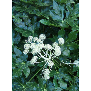 FATSIA japonica ou sieboldii (Fatsie, Aralie du Japon)