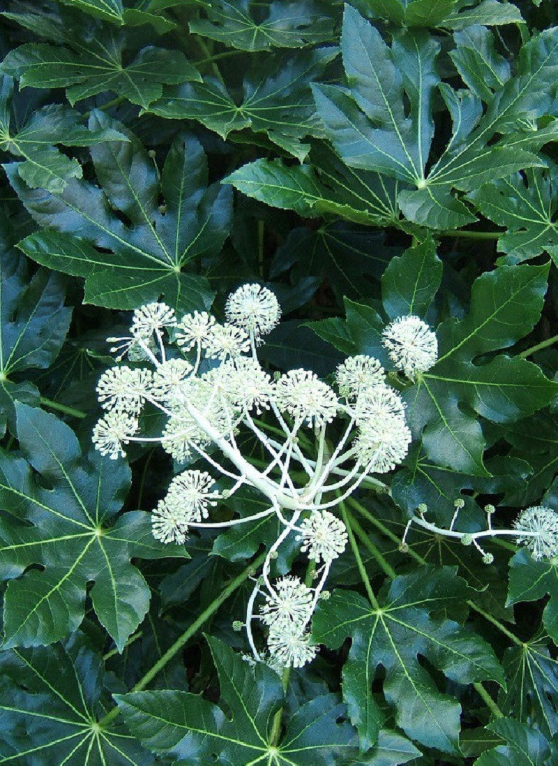 Fatsia Japonica - Arbuste D'ornement 40-60cm | Feuillage Persistant | Pour Ombre/mi-ombre