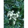 FATSIA japonica ou sieboldii (Fatsie, Aralie du Japon)