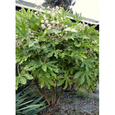 FATSIA japonica ou sieboldii (Fatsie, Aralie du Japon)