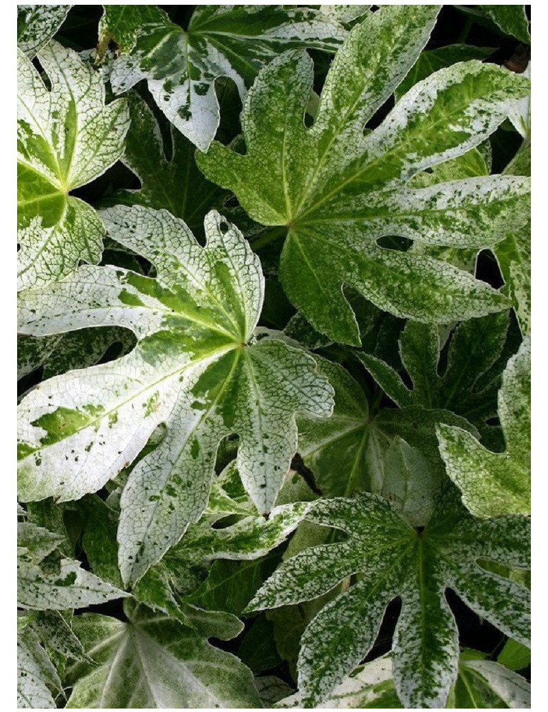 FATSIA japonica SPIDER WEB (Aralia du Japon panaché Spider web)