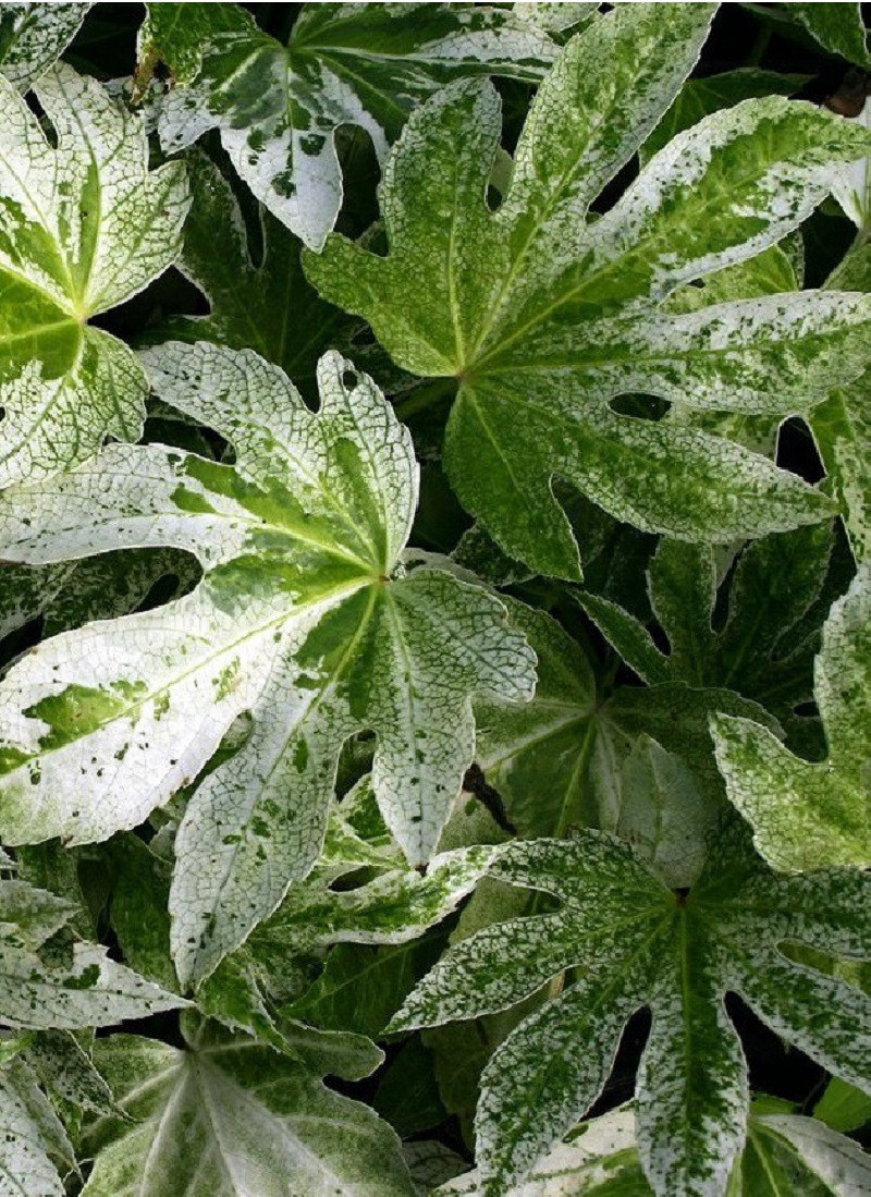 FATSIA japonica SPIDER WEB