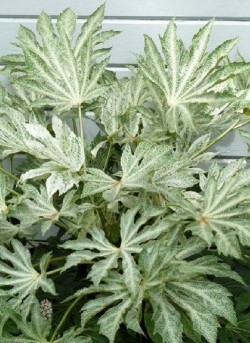 FATSIA japonica SPIDER WEB