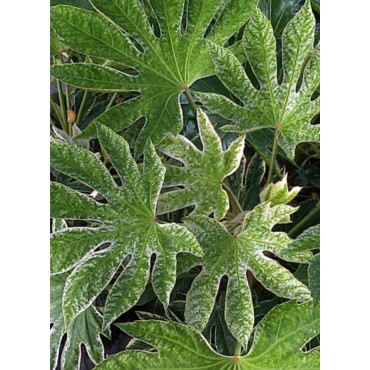 FATSIA japonica SPIDER WEB (Aralia du Japon panaché Spider web)