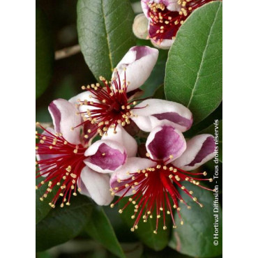 FEIJOA (ACCA) sellowiana (Goyavier du Brésil)